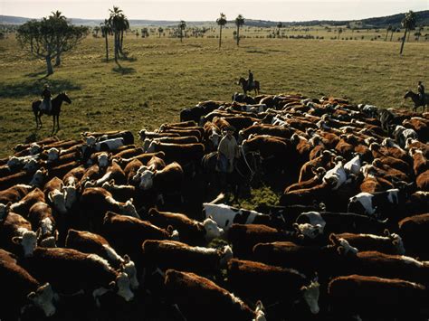  「Cattle Ranching in South Africa」：大地の息吹を体現する牧畜の物語と、変革期の南アフリカ