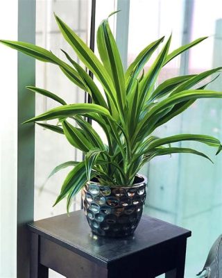  「Indoorsy Plants」:  緑の楽園を室内に！魅惑の観葉植物の世界へようこそ