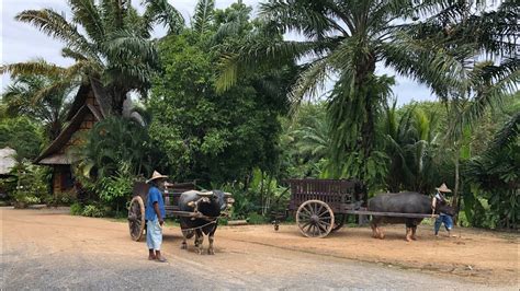  「Under the Bamboo Shade: Exploring Everyday Experiences of Thai Villagers」：タイの社会学を彩る、知的な魅力とユーモアあふれる一冊