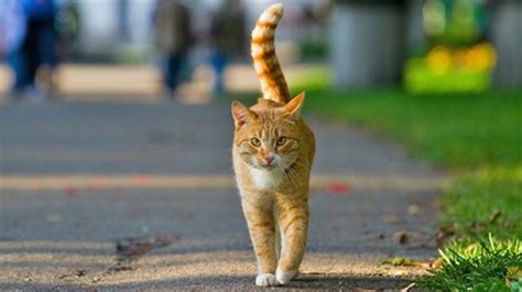 방랑자 고양이, 도시의 비밀을 풀다