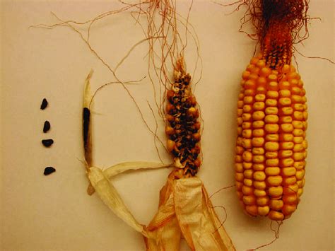  「Zea Mays: Diversity, Domestication and Discovery」: あなたの農学世界を激動の渦に巻き込む一冊！